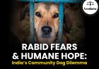 Rabid Fears & Humane Hope: India's Community Dog Dilemma