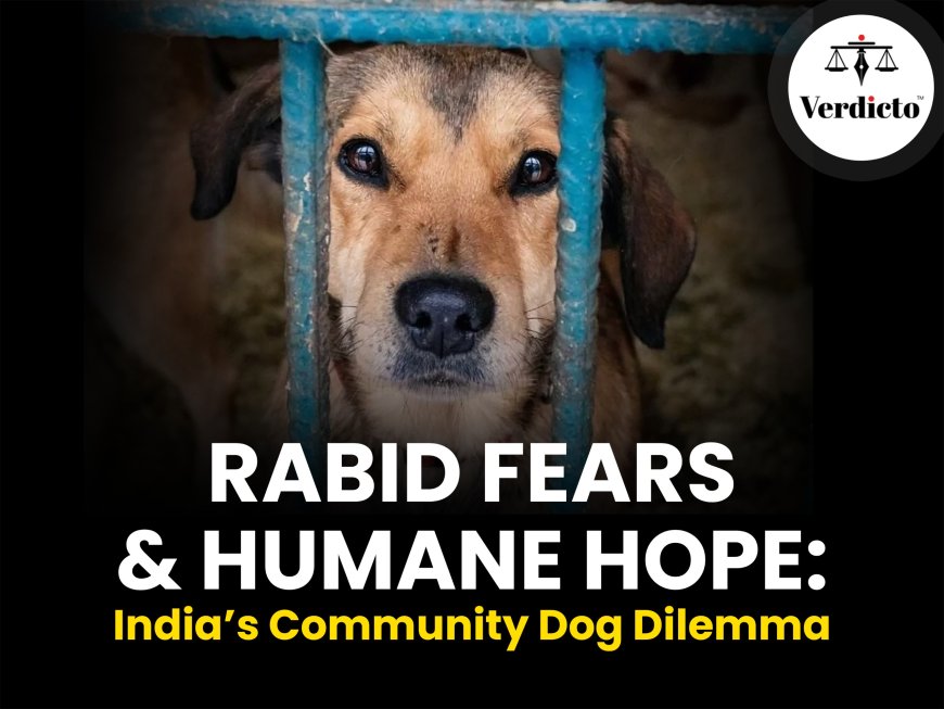 Rabid Fears & Humane Hope: India's Community Dog Dilemma