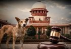 Supreme Court Refuses to Recall Order on Sterilisation and Relocation of Stray Dogs