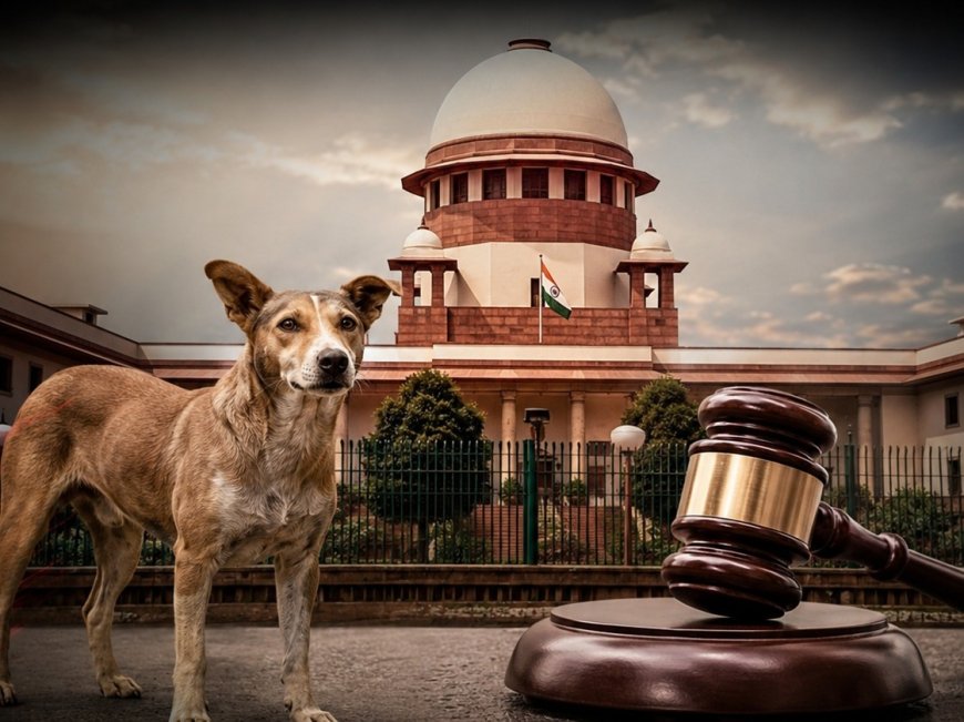 Supreme Court Refuses to Recall Order on Sterilisation and Relocation of Stray Dogs