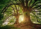 A Canadian Town Just Gave Trees Legal Rights. Here's What That Means.