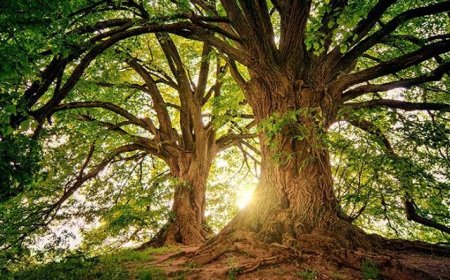 A Canadian Town Just Gave Trees Legal Rights. Here's What That Means.