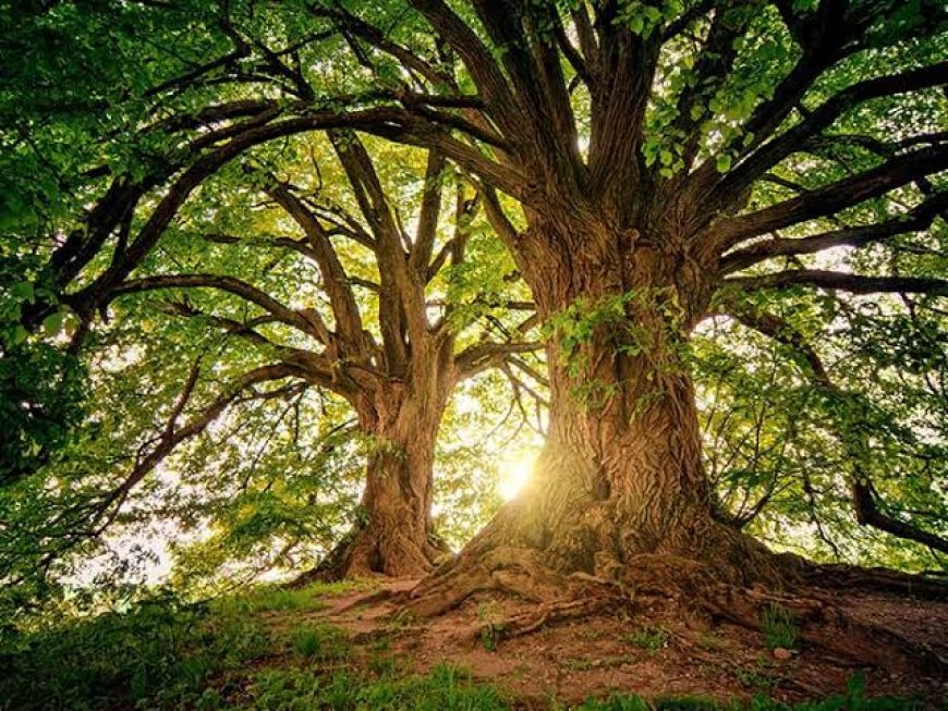 A Canadian Town Just Gave Trees Legal Rights. Here's What That Means.