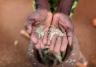 Food Security or Fiscal Reform? Why Tamil Nadu and Kerala Are Challenging the Centre's NFSA Amendment