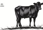 Supreme Court's Cow Slaughter Stay Isn't the Story — Tamil Nadu's 'Judicial Lawmaking' Argument Is